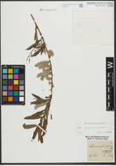 Foto von Salix purpurea L. x Salix viminalis L.